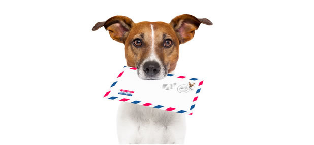 dog with envelope