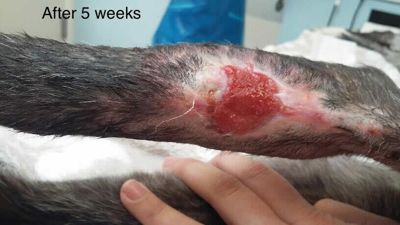  lurcher Hattie leg at Prospect House Vets with open wound