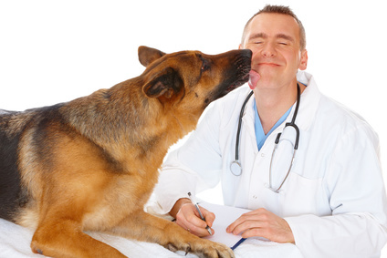 dog licking vet