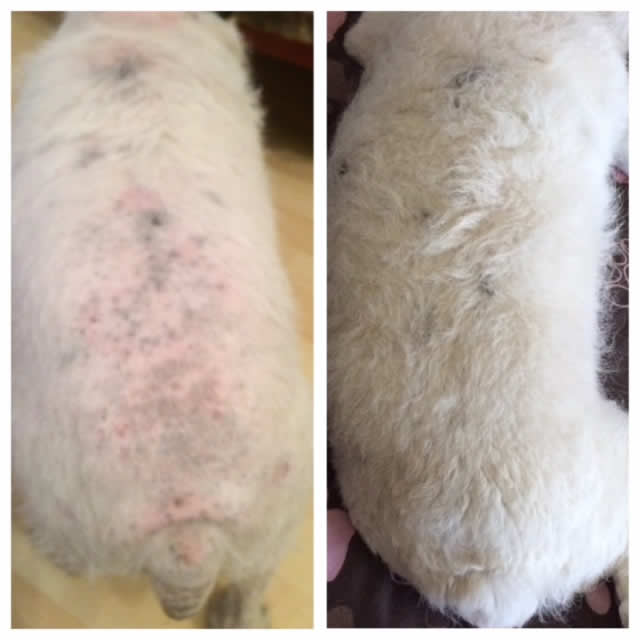 before and after of dog with hypothyroidism at Prospect House Vets