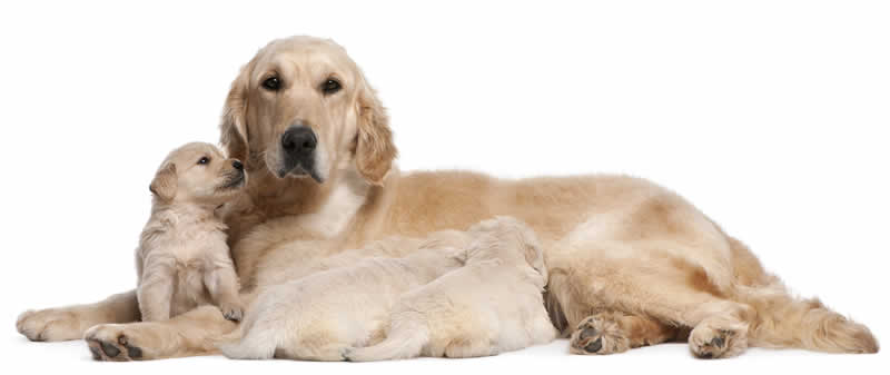 mum dog and pups