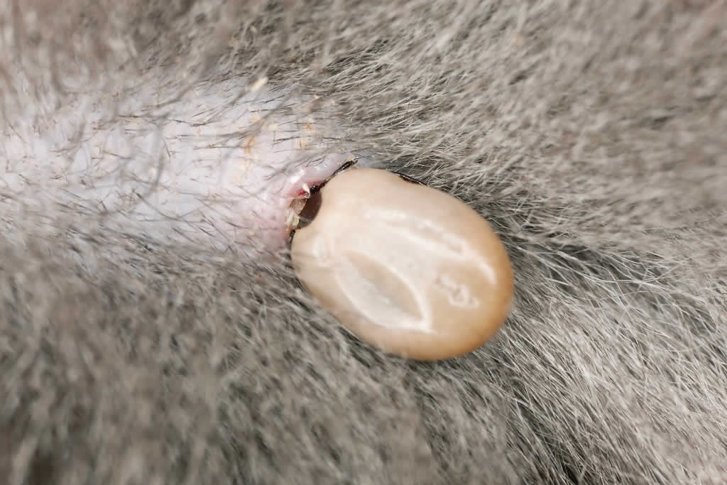 tick on dog's fur