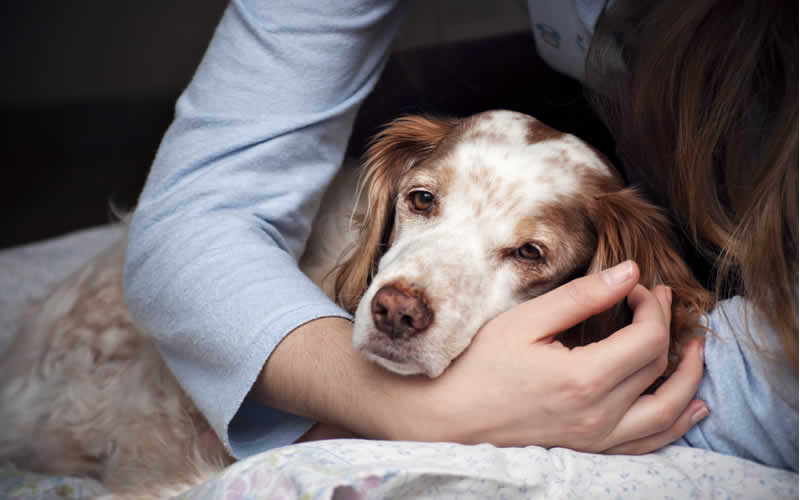 Euthanasia A Sensitive Subject Prospect House Vet Euthanasia A Sensitive Subject Prospect House Vet