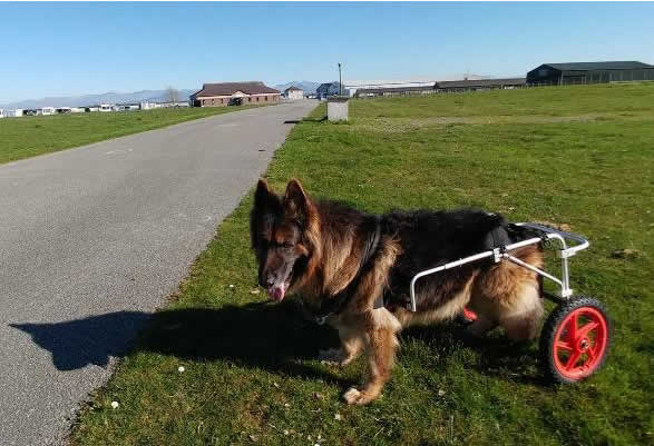 dog with wheels in backlegs