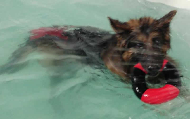 Dog having hydrotherapy