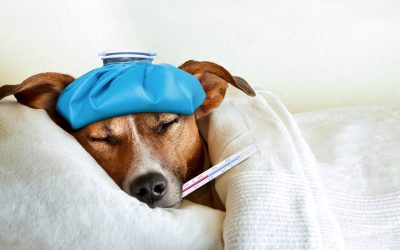Update on Dog Vaccinations : IS YOUR DOG PROTECTED?
