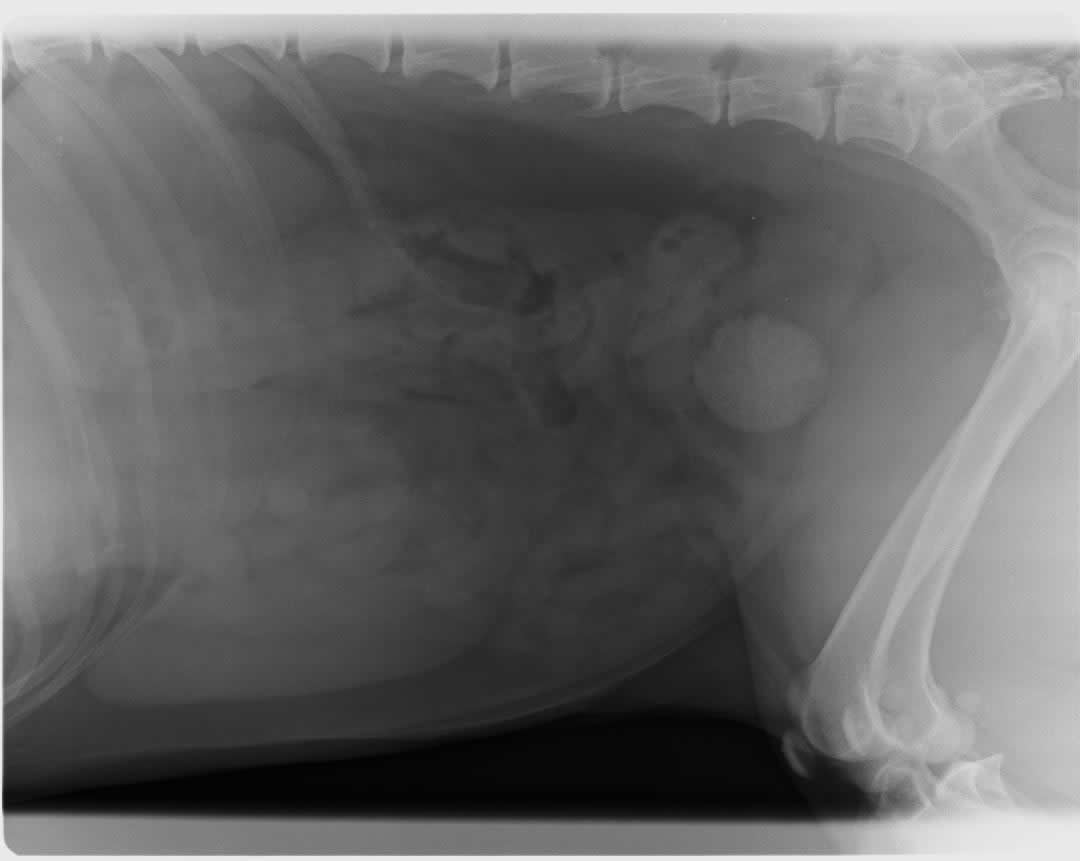 X-ray of  dog's bladder with bladder stone at Prospect house vets