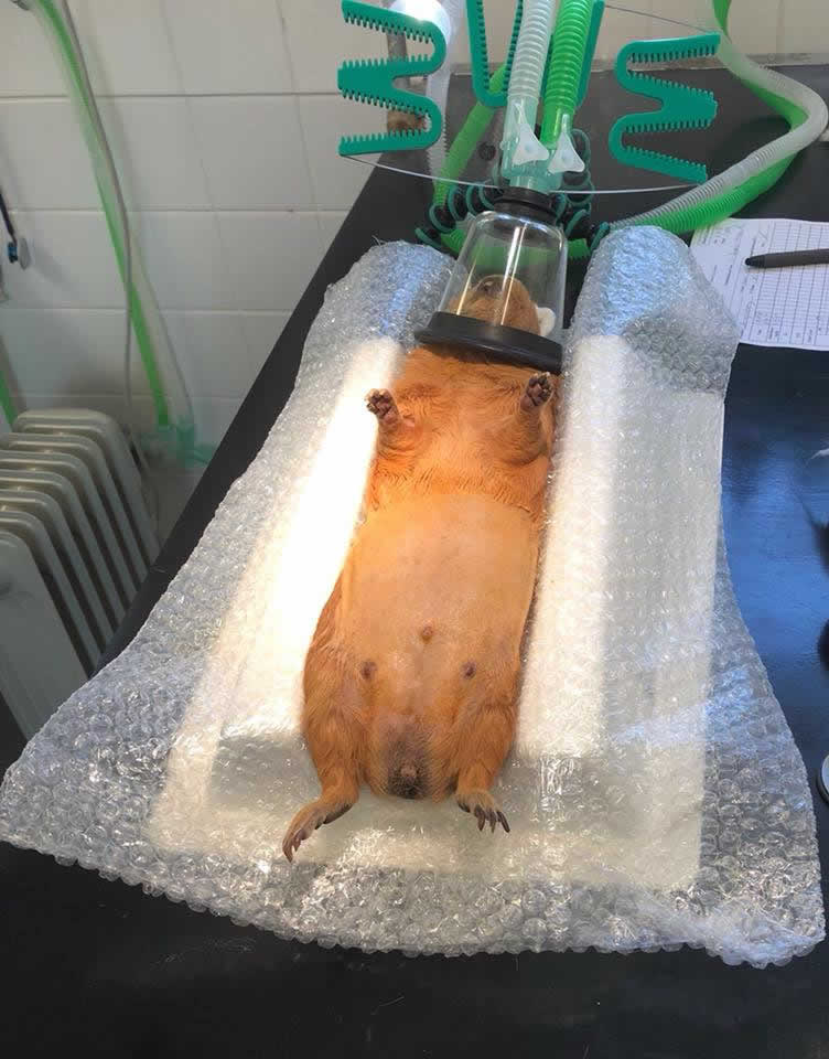 Guinea pig having operation at Prospect house vets
