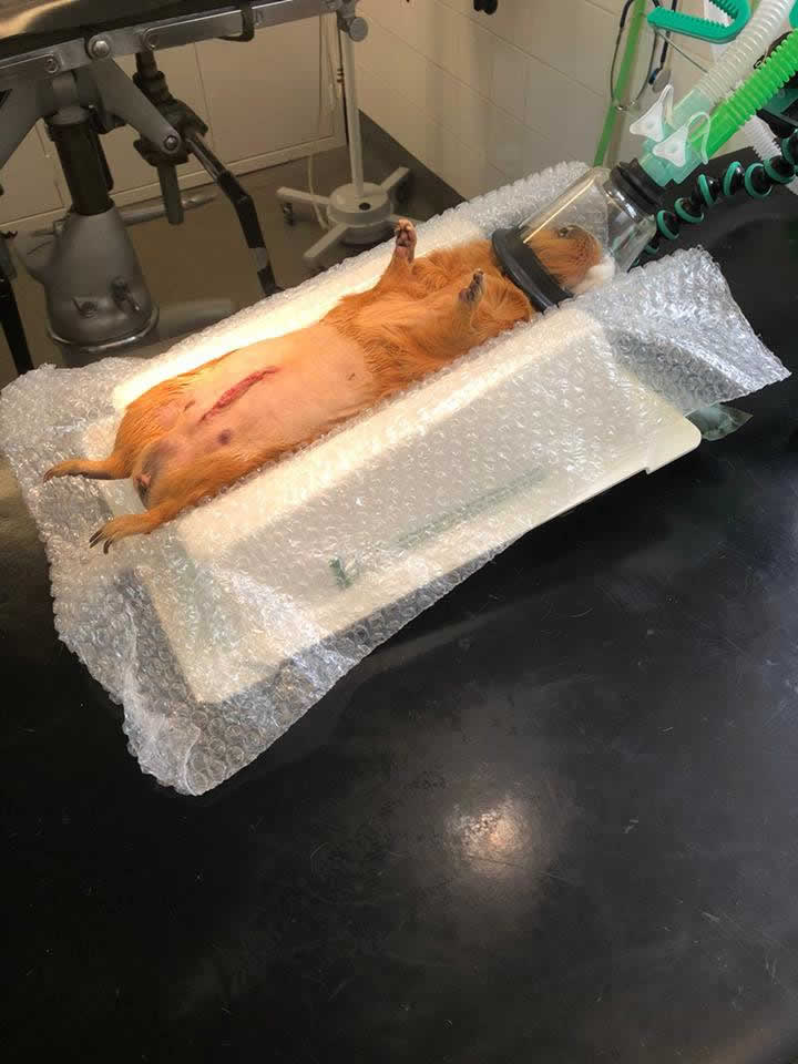 Guinea pig having operation at Prospect house vets