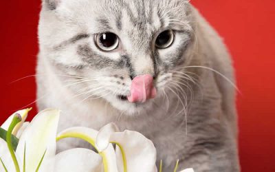 The dangers of lilies in cats