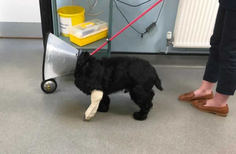 dog chisel at Prospect House vets with painful, injured pads