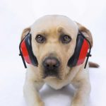 Ear protectors on a dog