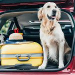 dog in boot of car