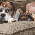 elderly boxer and cat on ofa