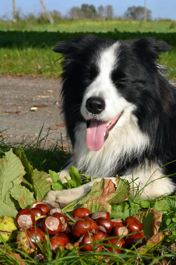 Dog with conkers