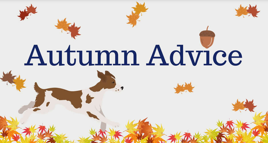 Click for Autumn Newsletter from Prosect House Vets