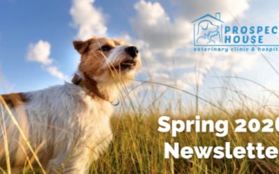 Spring Newsletter