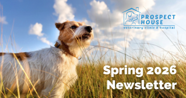 Spring Newsletter