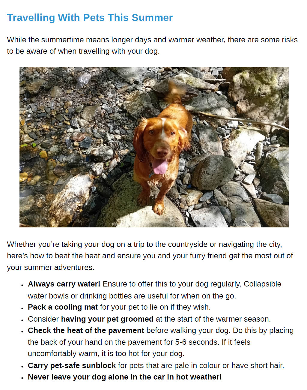 Summer Newsletter Prospect House Vets