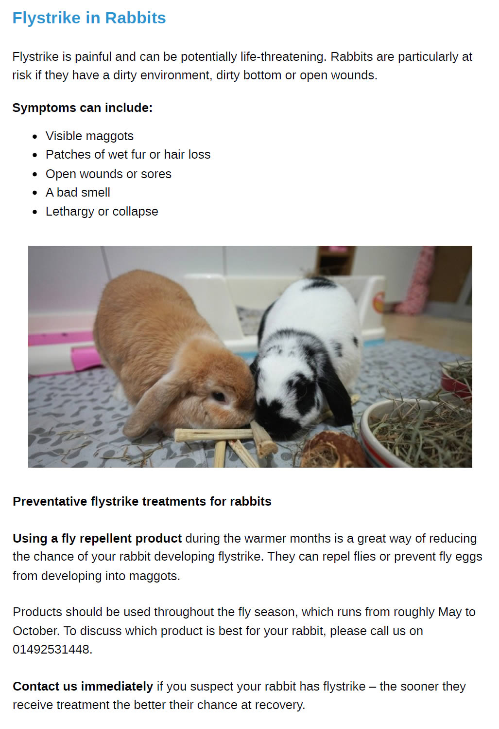 Summer Newsletter Prospect House Vets