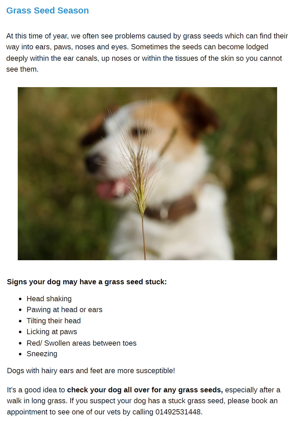 Summer Newsletter Prospect House Vets
