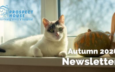 Autumn Newsletter