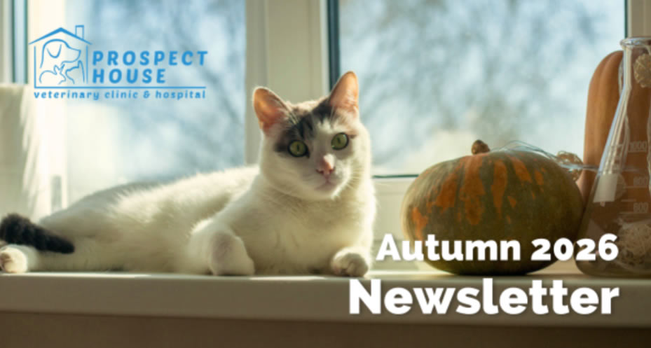 Autumn Newsletter