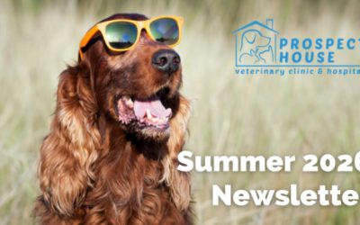 Summer Newsletter